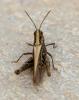 Chorthippus sp.
